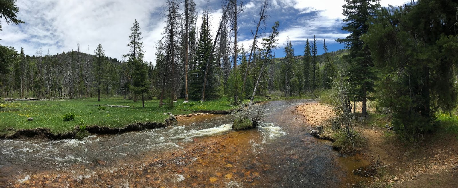 Utah forest with river